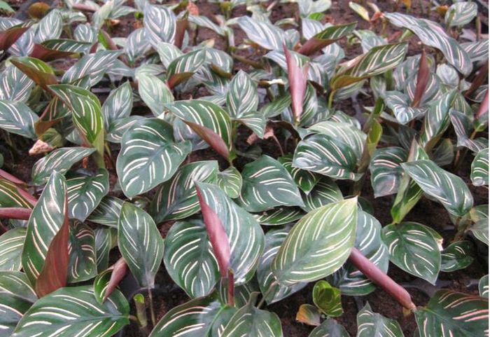 Thalia Dealbata 2ron - AAA DE VANZARE SEMINTE FLORI RARE o noua transa