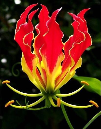 Garland Flame Lilium 1,5ron - AAA DE VANZARE SEMINTE FLORI RARE o noua transa