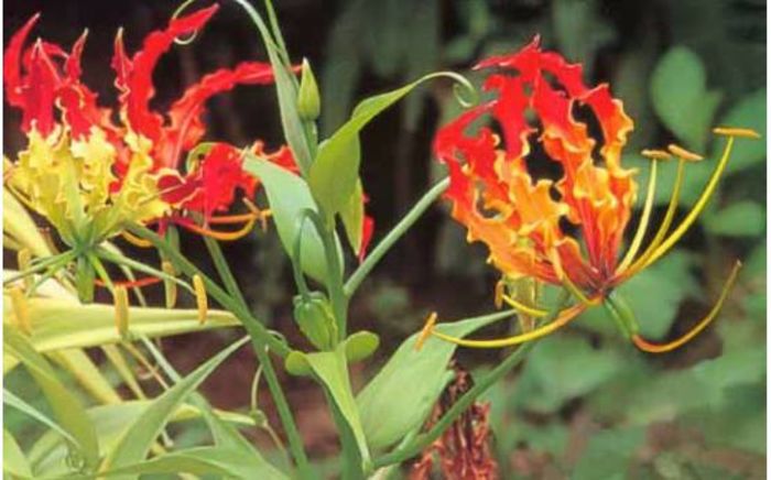 Garland Flame Lilium 1,5ron