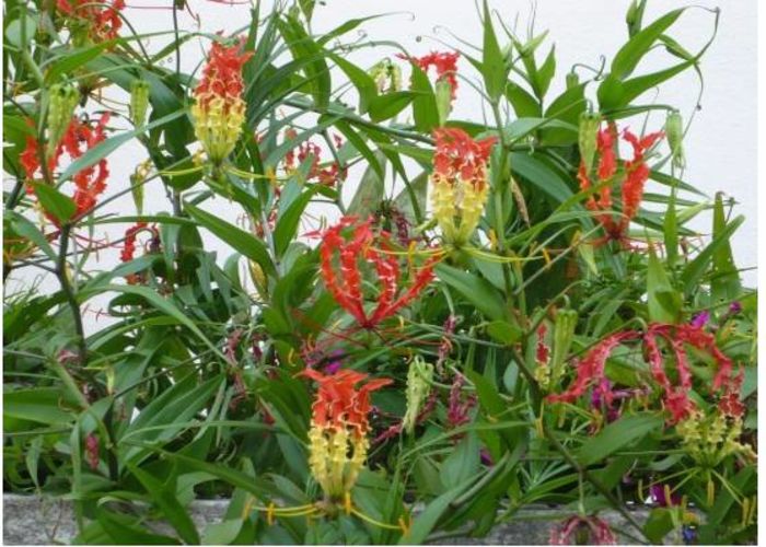 Garland Flame Lilium 1,5ron - AAA DE VANZARE SEMINTE FLORI RARE o noua transa