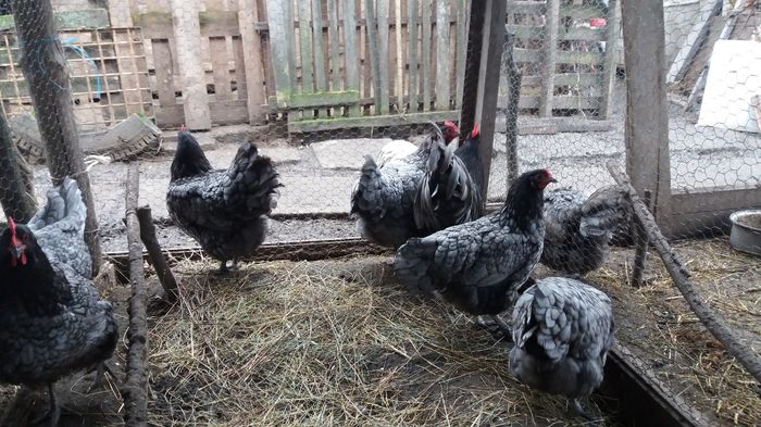 20160220_132430 - Australorp 2016