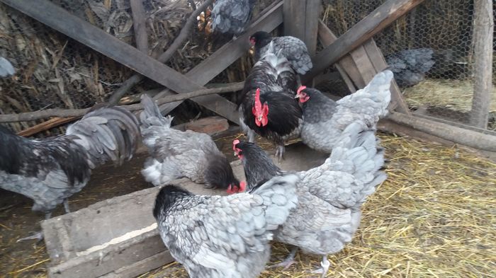 20160220_131909 - Australorp 2016