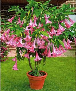 Datura Bonsai Brugmansia 1,5ron - AAA DE VANZARE SEMINTE FLORI RARE o noua transa