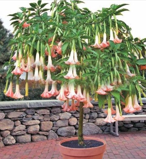 Datura Bonsai Brugmansia 1,5ron - AAA DE VANZARE SEMINTE FLORI RARE o noua transa