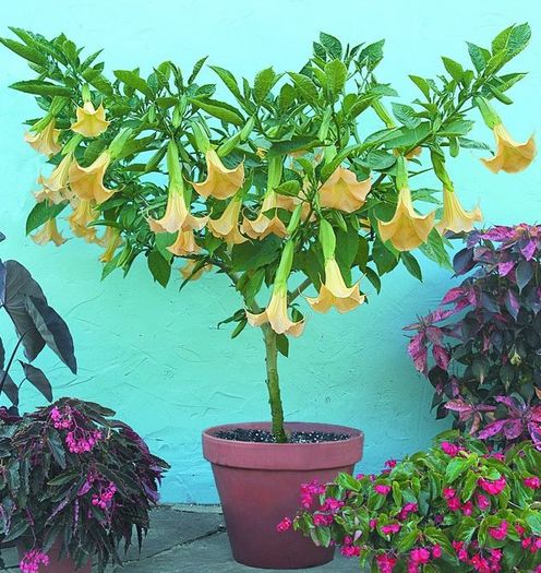 Datura Bonsai Brugmansia 1,5ron - AAA DE VANZARE SEMINTE FLORI RARE o noua transa
