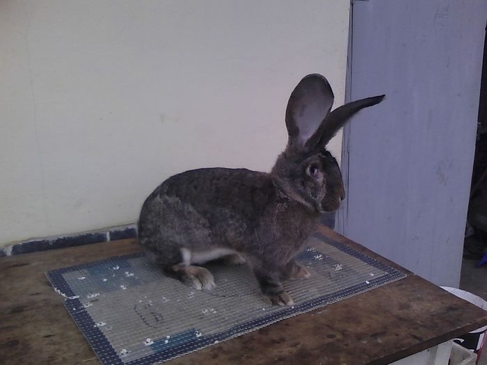 iepuri reproductie 20.02.2016 137