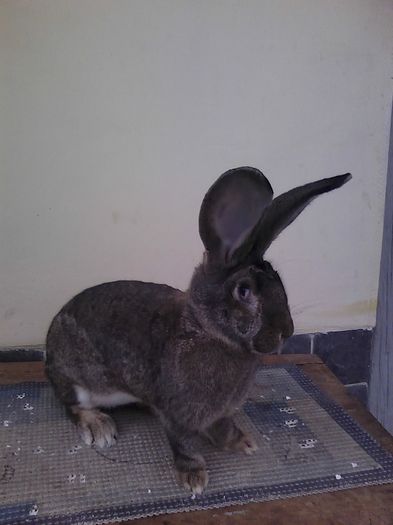 iepuri reproductie 20.02.2016 138