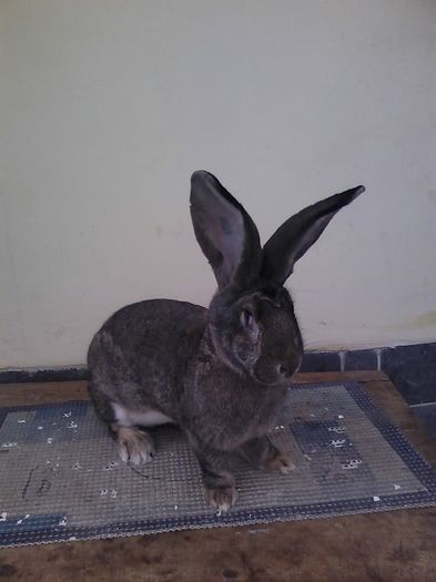 iepuri reproductie 20.02.2016 139