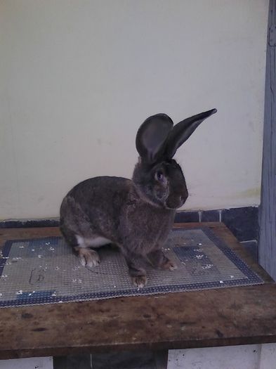 iepuri reproductie 20.02.2016 140