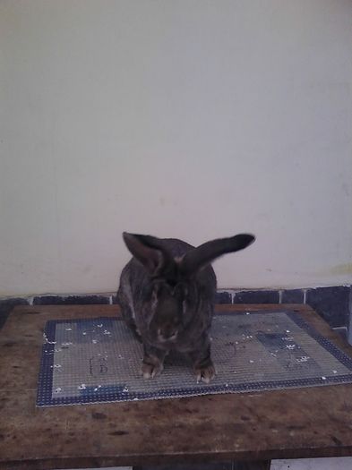 iepuri reproductie 20.02.2016 144