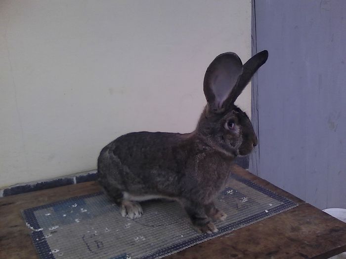 iepuri reproductie 20.02.2016 145