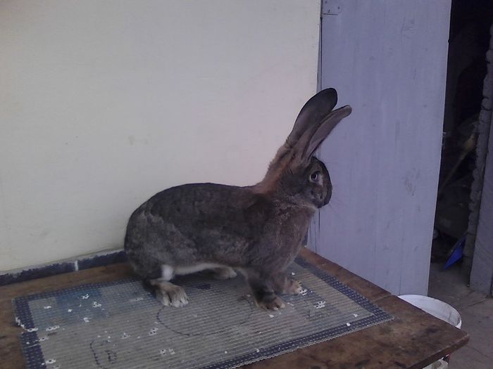 iepuri reproductie 20.02.2016 147