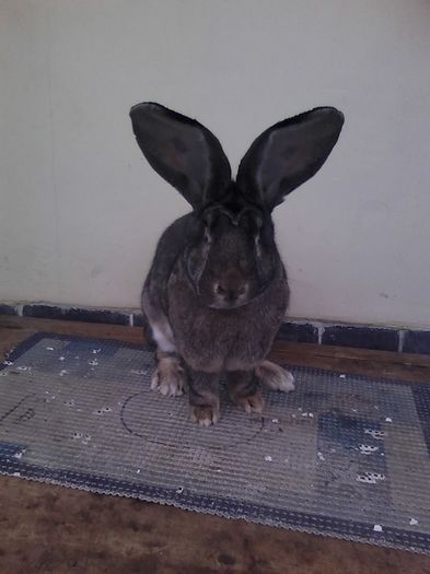 iepuri reproductie 20.02.2016 149