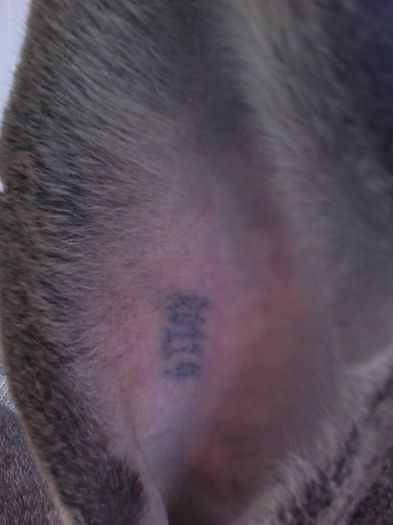 iepuri reproductie 20.02.2016 153