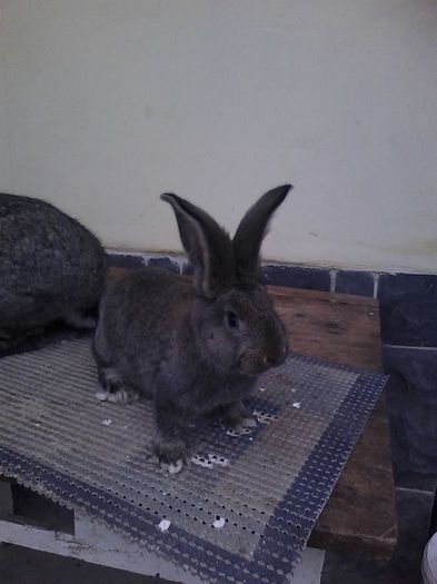 iepuri reproductie 20.02.2016 179 - Femela nr 3