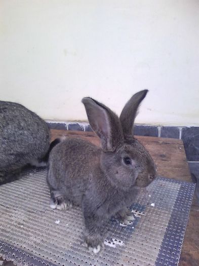 iepuri reproductie 20.02.2016 180 - Femela nr 3