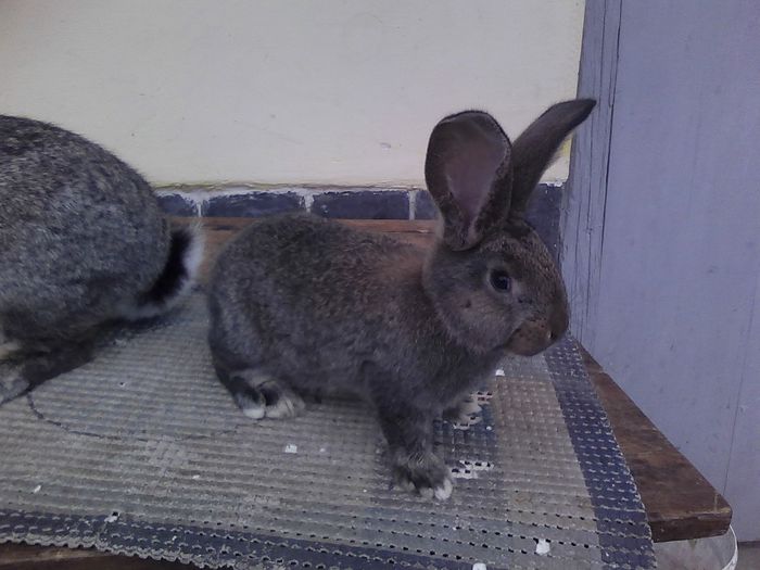 iepuri reproductie 20.02.2016 181 - Femela nr 3