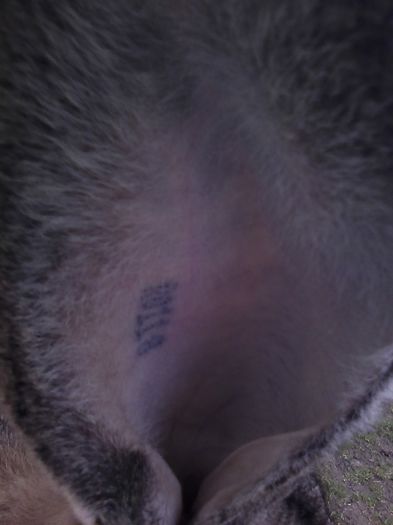 iepuri reproductie 20.02.2016 182 - Femela nr 3