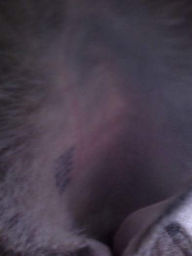 iepuri reproductie 20.02.2016 183