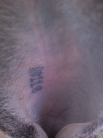 iepuri reproductie 20.02.2016 184