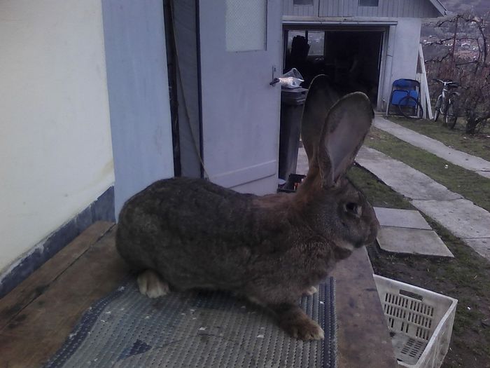 iepuri reproductie 20.02.2016 186