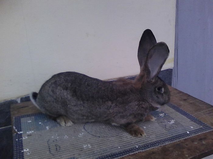 iepuri reproductie 20.02.2016 187