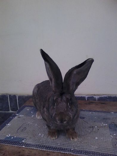 iepuri reproductie 20.02.2016 197