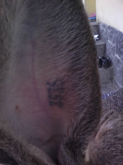 iepuri reproductie 20.02.2016 198