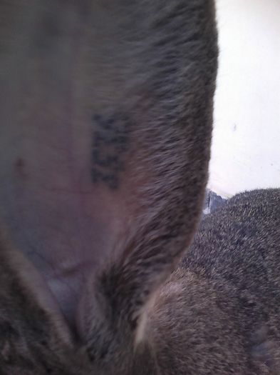 iepuri reproductie 20.02.2016 200