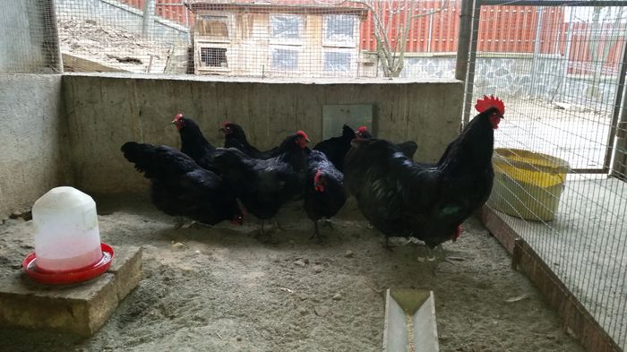 20160219 - Australorp