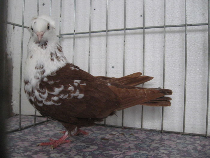 049 - Jucatori de Timisoara pestriti