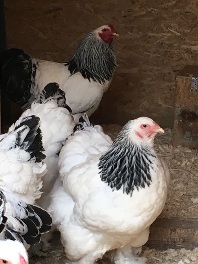 image - 2016 Brahma Herminat Deschis