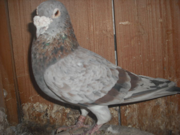 DSCF0003 - Porumbel rosu 2003 si porumbel argintiu 2004