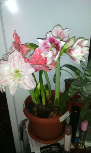 IMG_20160220_152026[1]