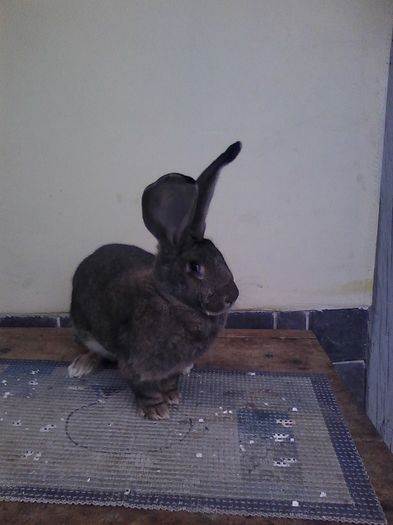 iepuri reproductie 20.02.2016 213