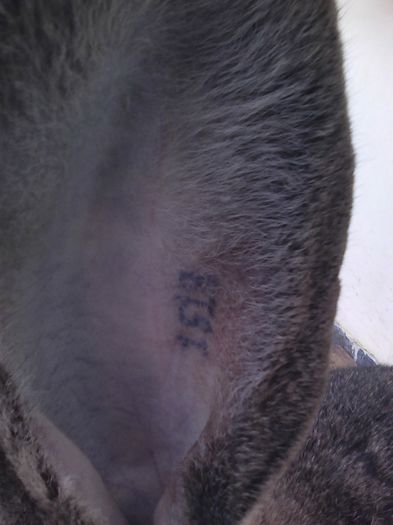 iepuri reproductie 20.02.2016 216