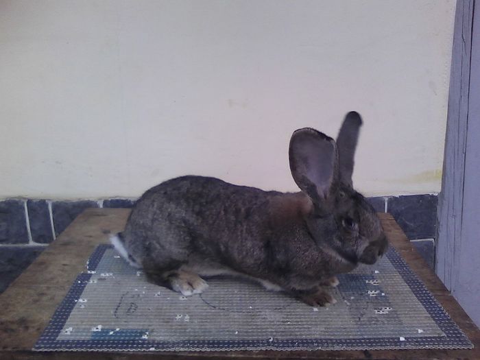 iepuri reproductie 20.02.2016 224