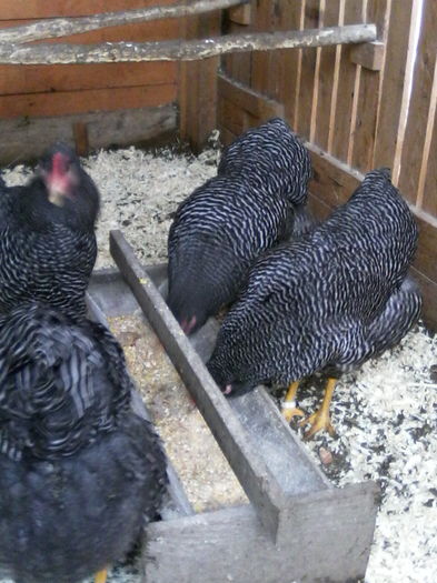 IMG_20160220_123543 - PLYMOUTH ROCK-BARAT 2015-2016