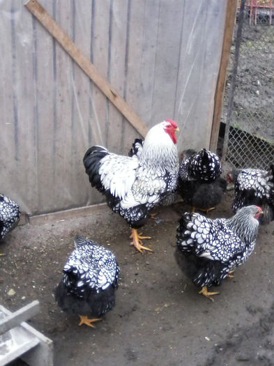 IMG_20160220_112707 - WYANDOTTE ARGINTIU 2015-2016