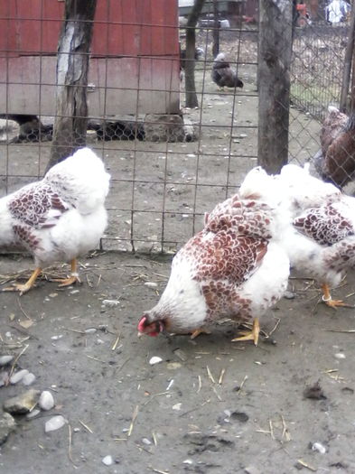 IMG_20160220_112858 - WYANDOTTE ROSU-ALB 2015-2016 ARHIVA