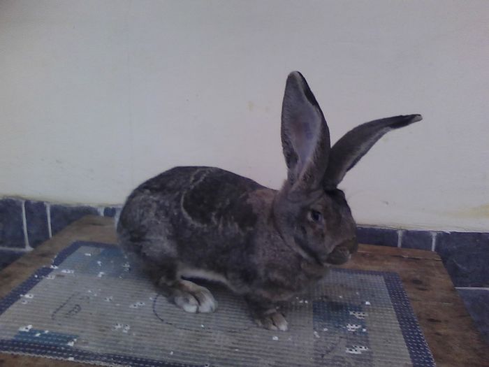 iepuri reproductie 20.02.2016 247