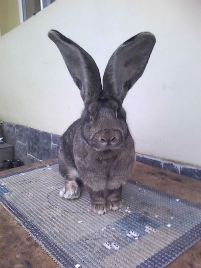 iepuri reproductie 20.02.2016 257