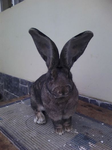 iepuri reproductie 20.02.2016 258