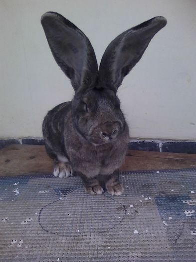 iepuri reproductie 20.02.2016 260