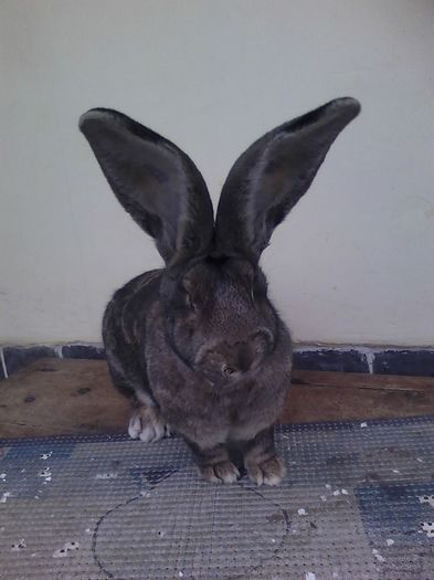 iepuri reproductie 20.02.2016 261