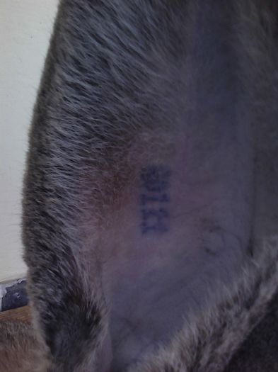 iepuri reproductie 20.02.2016 262