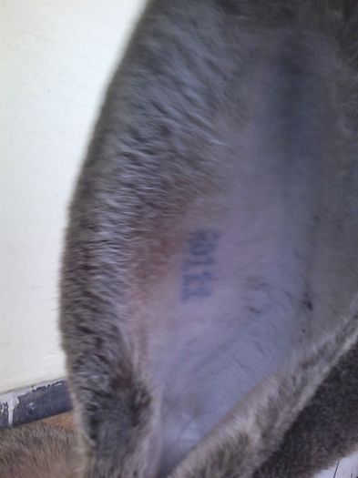 iepuri reproductie 20.02.2016 263