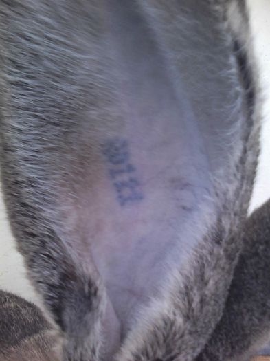 iepuri reproductie 20.02.2016 264