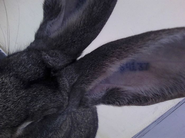 iepuri reproductie 20.02.2016 277