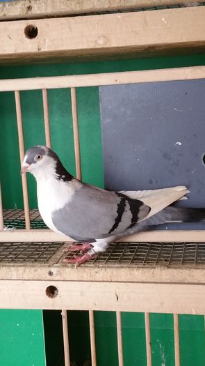 7b femela 2014 - Femele de baltati pe vanat